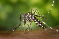 Consells pel control del mosquit tigre