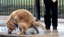 La Guàrdia Urbana detecta 34 infraccions relacionades amb la presència de gossos als espais públics