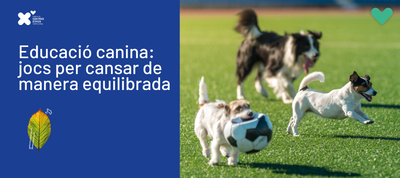 EDUCACIÓ CANINA: JOCS PER CANSAR DE MANERA EQUILIBRADA