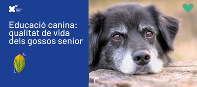 EDUCACIÓ CANINA: QUALITAT DE VIDA DELS GOSSOS SÈNIOR 