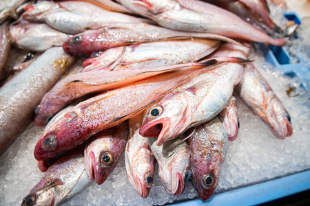 Bròtola DAVID OLIETE