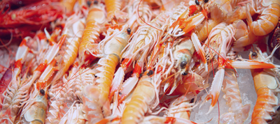 Espècies autòctones