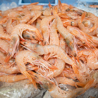 Gamba rosada