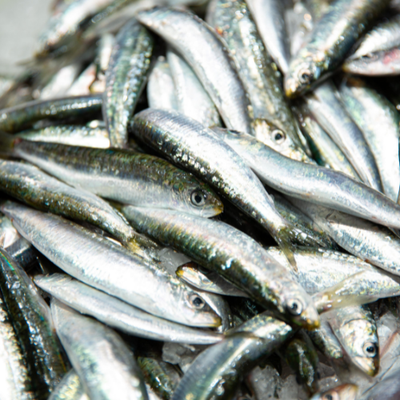 Sardina