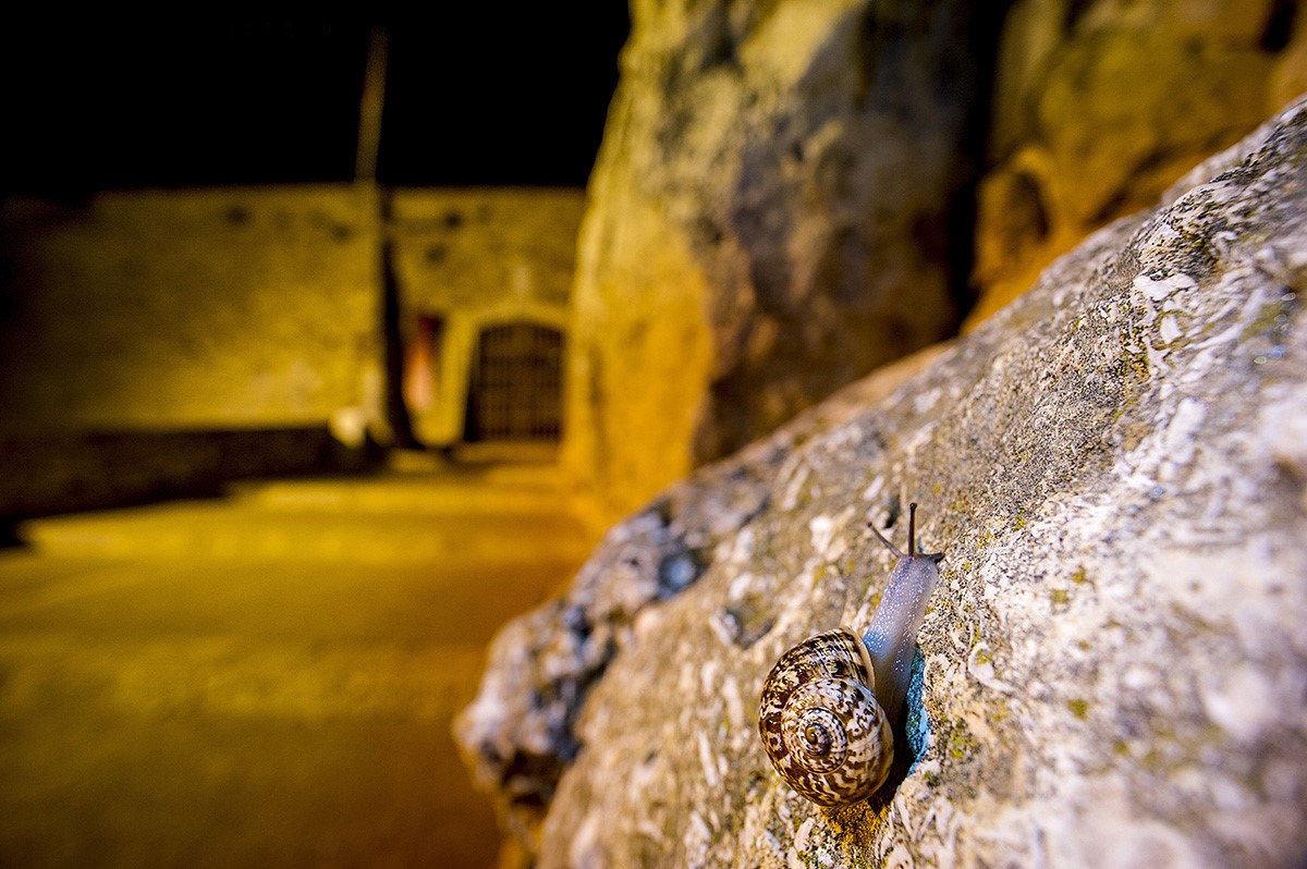 Visita en família: "Allognathus: El Misteriós Cargol de la Muralla"