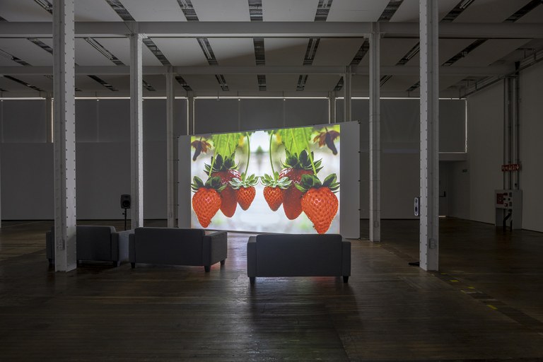 Projecció + conversa | "Strawberry Fields", de Julia Montilla