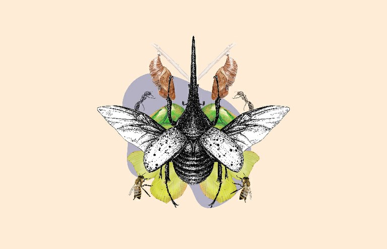 Taller d'il·lustració científica: els insectes