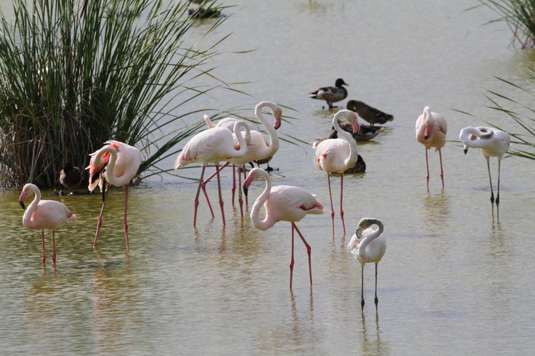 Il·lustració de natura