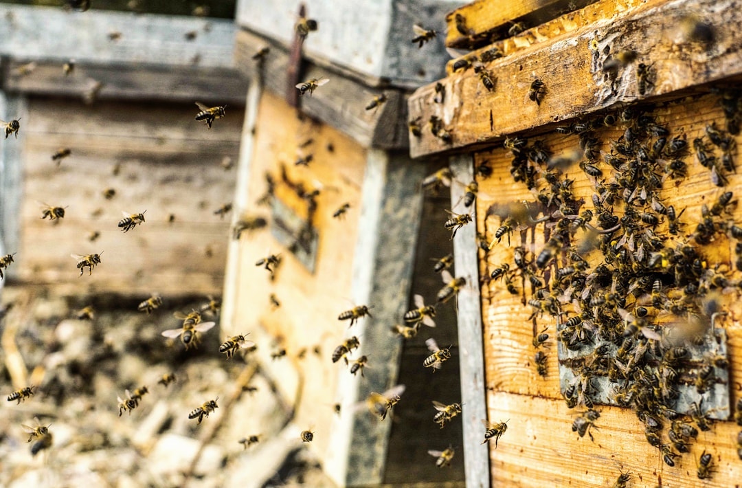 La dansa de les abelles | Cicle Ciantura