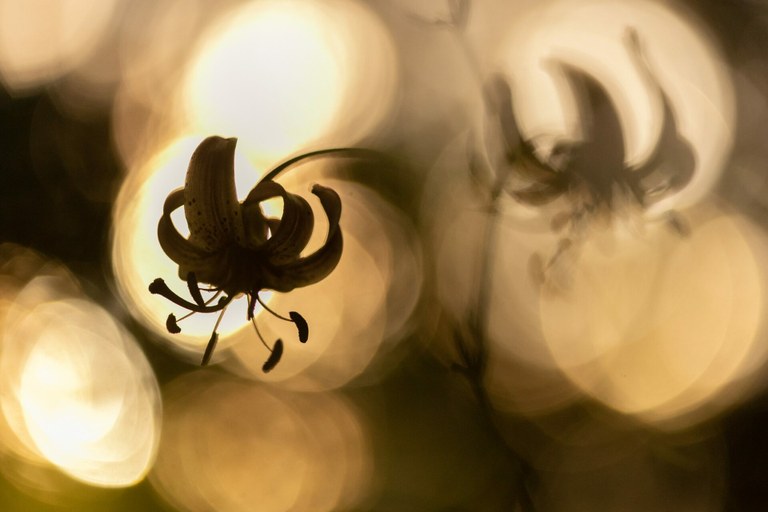 Més enllà dels ulls de Teo Milán 