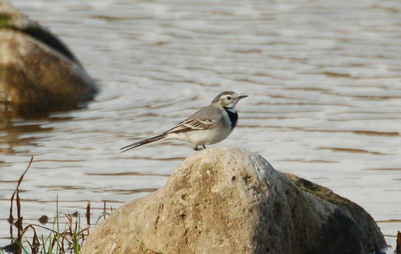 Vista d’ocell | Cicle Ciantura