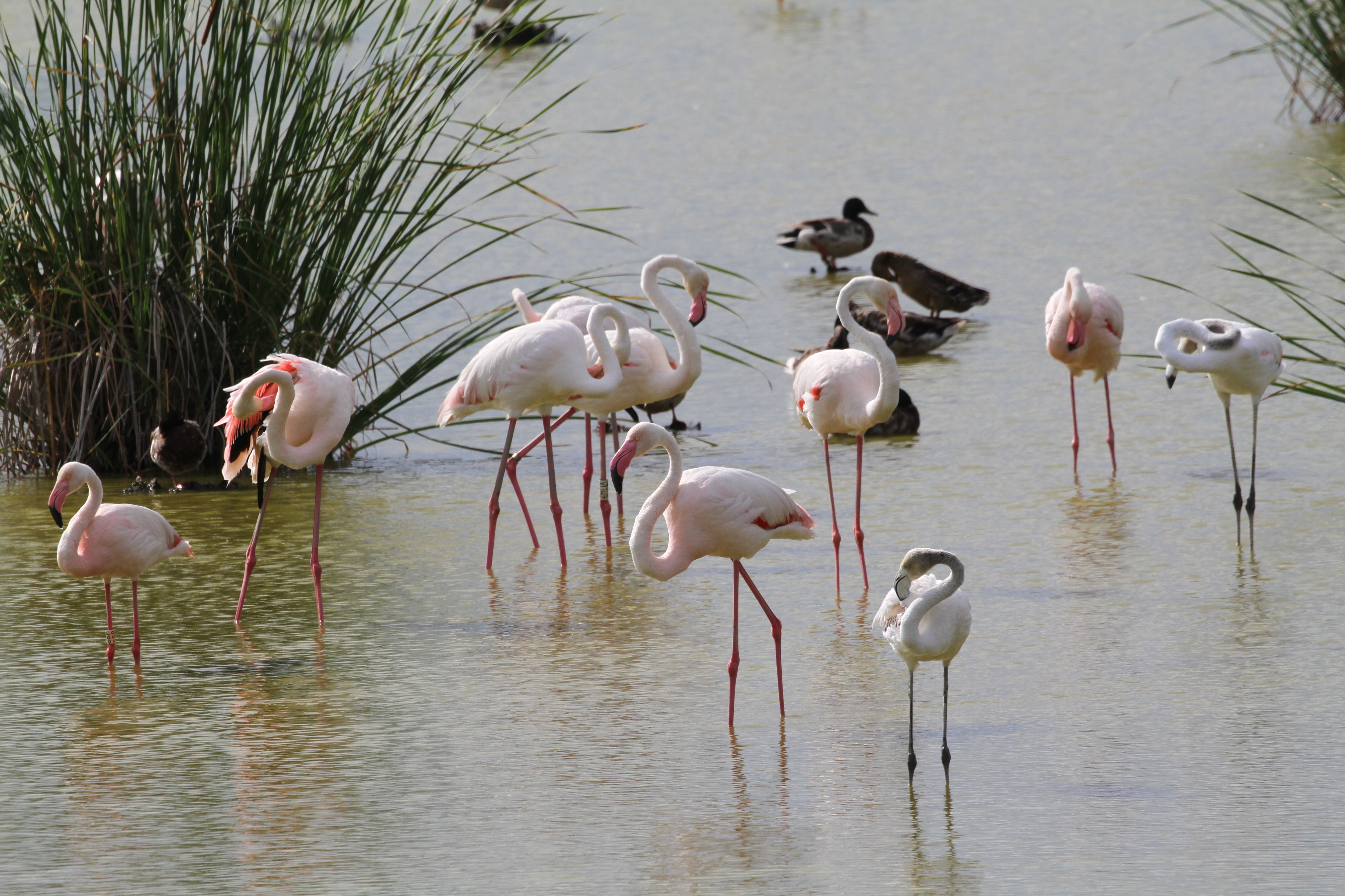 Il·lustració de natura