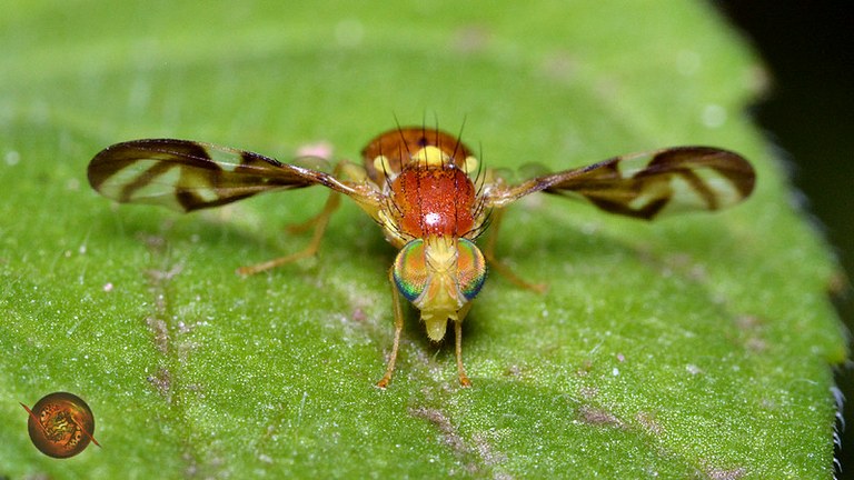 Pol·linitzadors, els nostres aliats