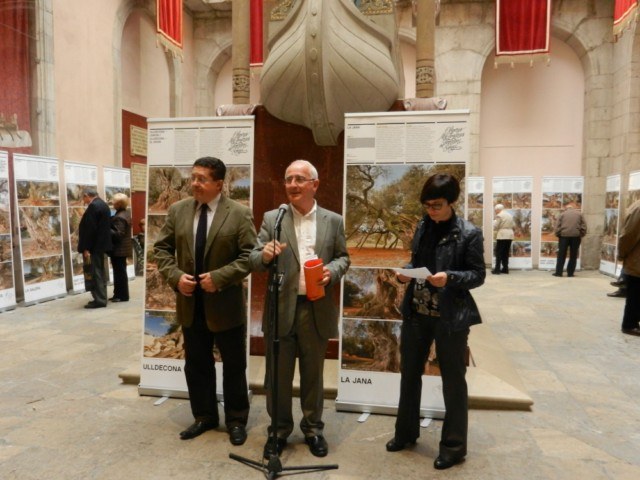Darrers dies per veure l'exposició "Oliveres Mil·lenàries del Territori del Sénia"