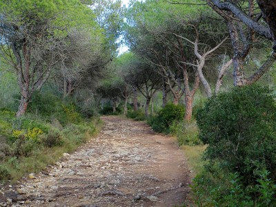 Camí del Mas dels Arcs