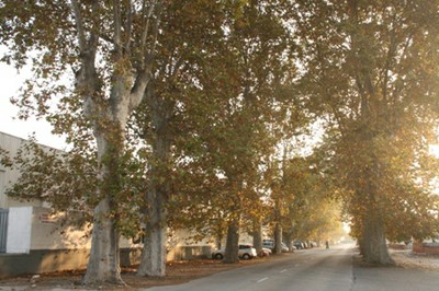 Plàtans a l&rsquo;antiga carretera de València  