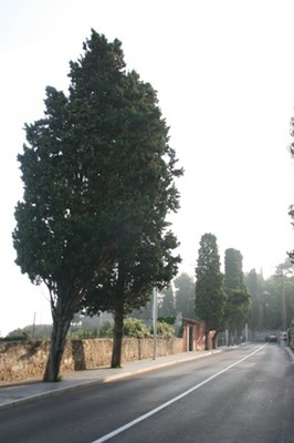 Xipressos del passeig Torroja i Arqueològic