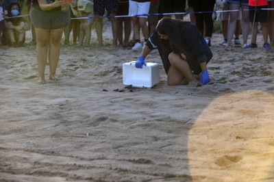 Alliberament de les sis tortugues babaues