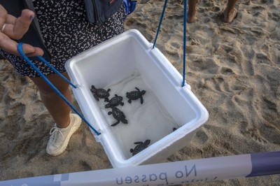 Les sis tortugues babaues abans de ser alliberades pels tècnics