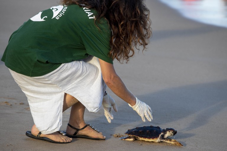Alliberades 22 tortugues careta a la platja del Miracle