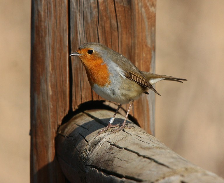 El Parc del Francolí acollirà una jornada divulgativa d’anellament d’ocells