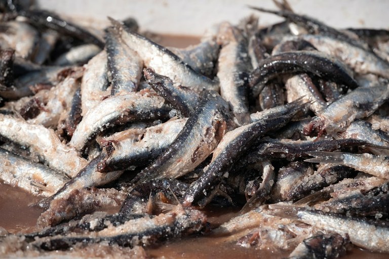 Cave garum. Producció, consum i usos del gàrum en la gastronomia romana 