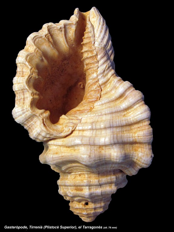 Exposició "Col·lecció Paleontològica del Museu d'Història"