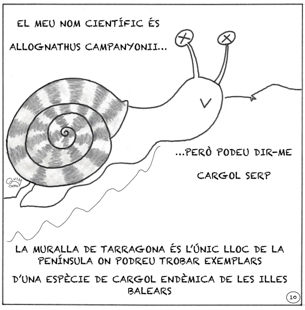 10  Tarraco Cargol català r