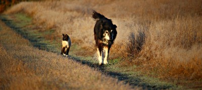 Has perdut un animal?