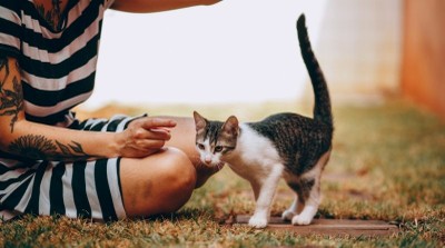 Com pots col·laborar-hi?