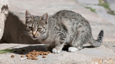 Programa de gestió de colònies felines