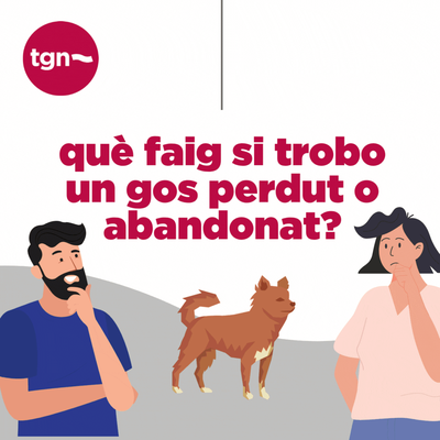 Has trobat un animal?