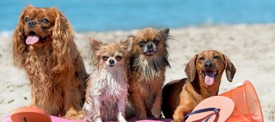 Platja per a gossos - Llarga